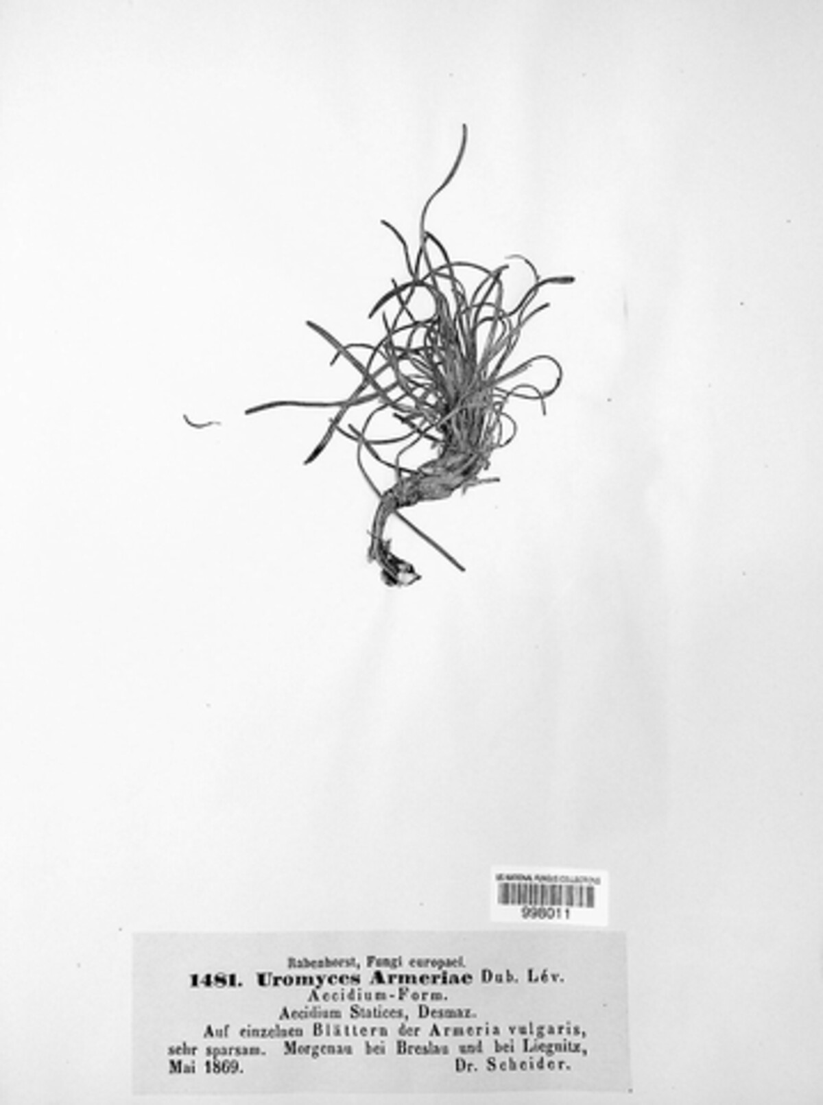 Uromyces armeriae image